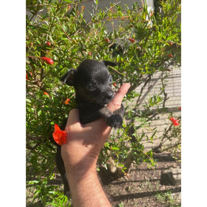 Cachorritos Chihuahua en Quilmes (Listos para entregar) - 2