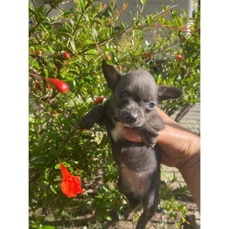 Cachorritos Chihuahua en Quilmes (Listos para entregar) - 3