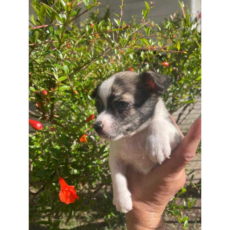 Cachorritos Chihuahua en Quilmes (Listos para entregar) - 4