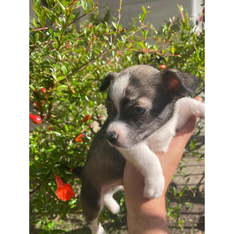 Cachorritos Chihuahua en Quilmes (Listos para entregar) - 5