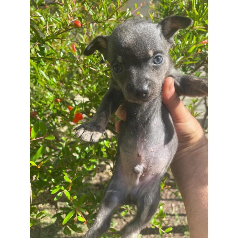 Cachorritos Chihuahua en Quilmes (Listos para entregar) - 6