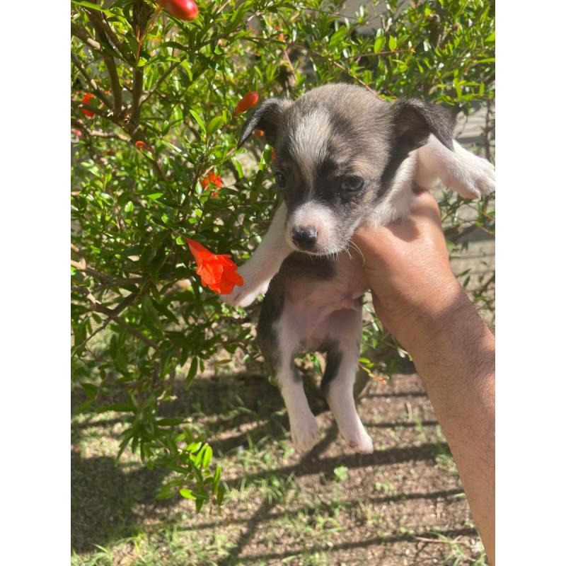 Cachorritos Chihuahua en Quilmes (Listos para entregar) - 7