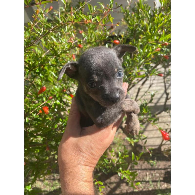 Cachorritos Chihuahua en Quilmes (Listos para entregar) - 8