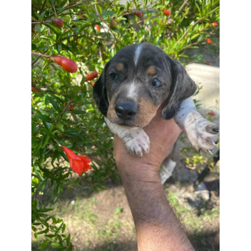 Cachorritos Salchicha Mini en Quilmes (Listos para entregar)