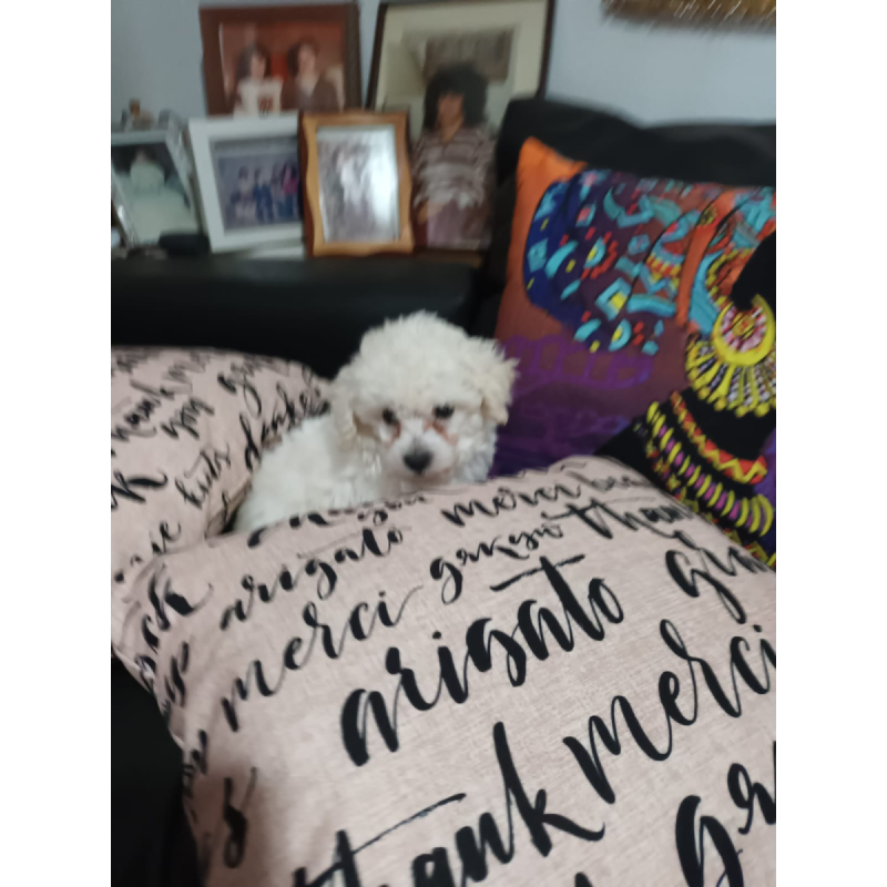 Vendo caniche minitoy