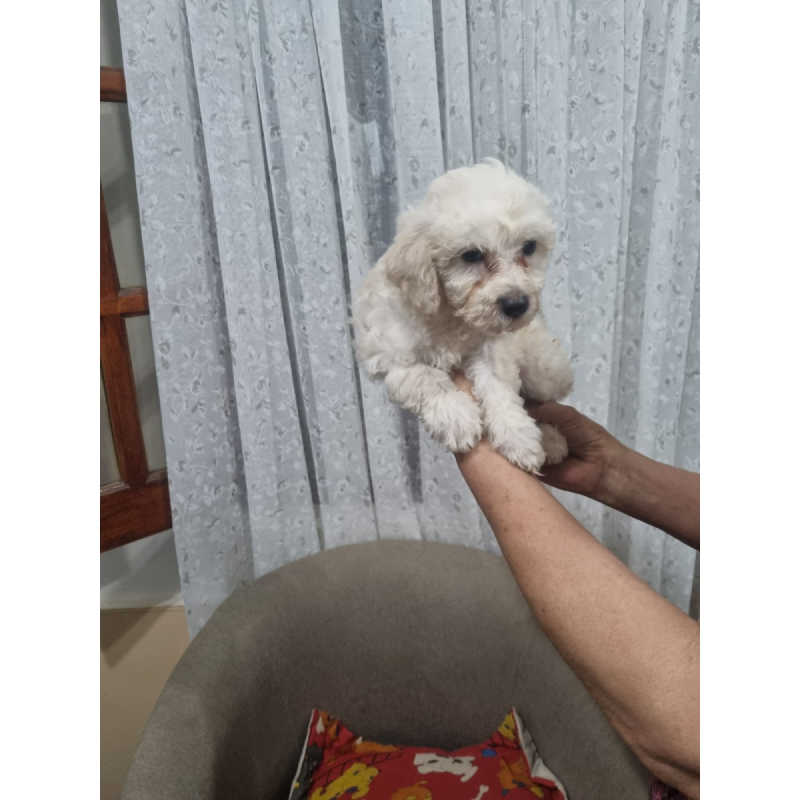 Vendo caniche minitoy