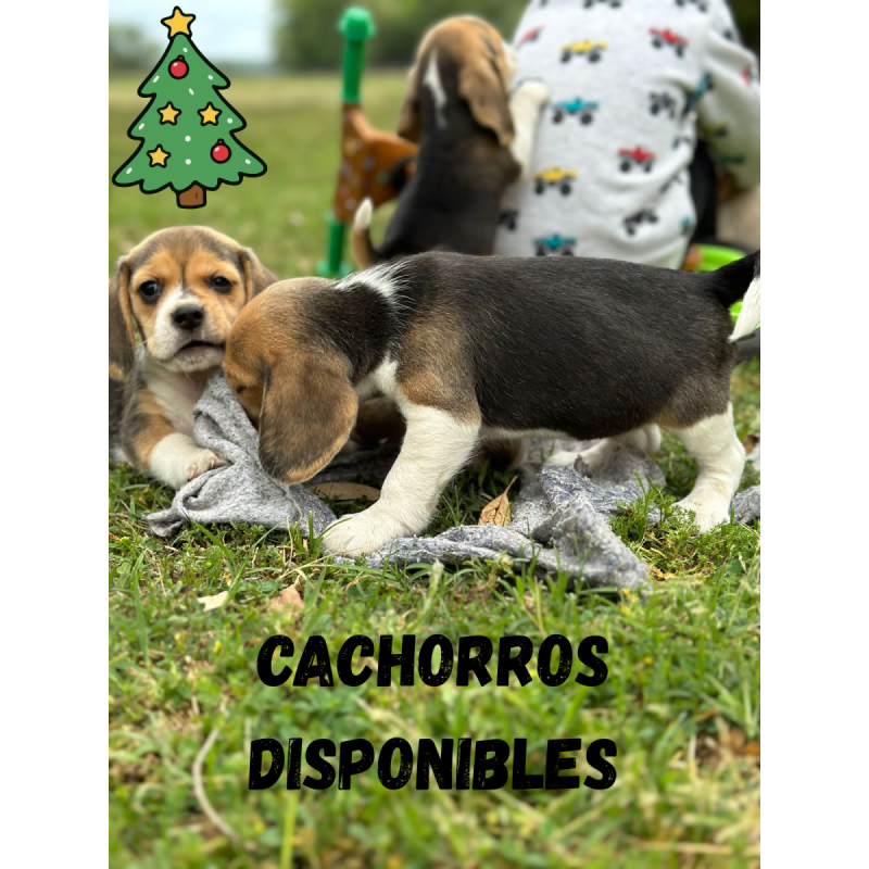 Beagles Cachorros Beagles Con Pedigree