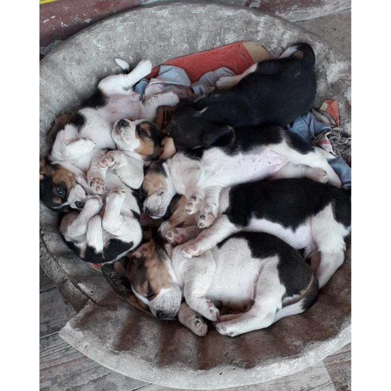 Beagles Cachorros Beagles Con Pedigree - 2