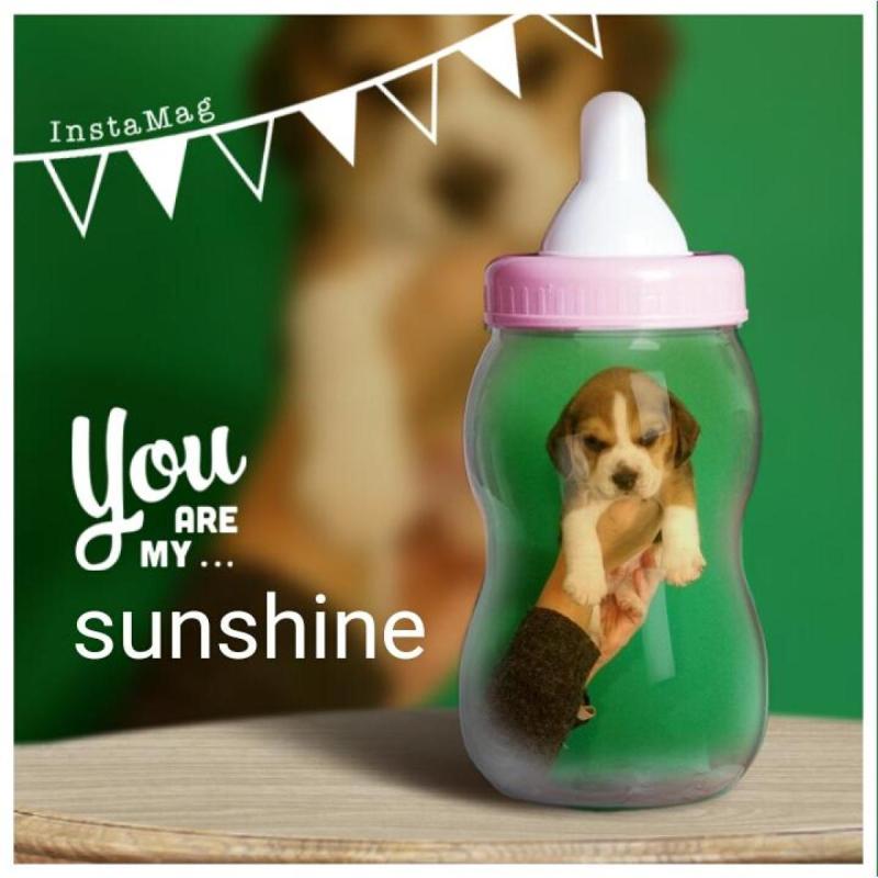 Beagles Cachorros Beagles Con Pedigree - 4
