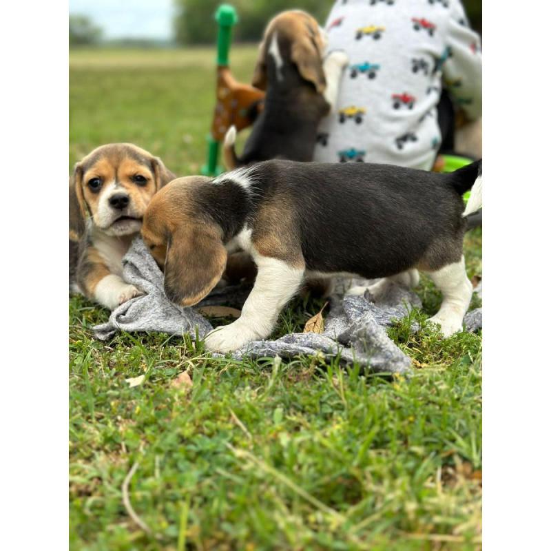 Beagles Cachorros Beagles Con Pedigree - 6
