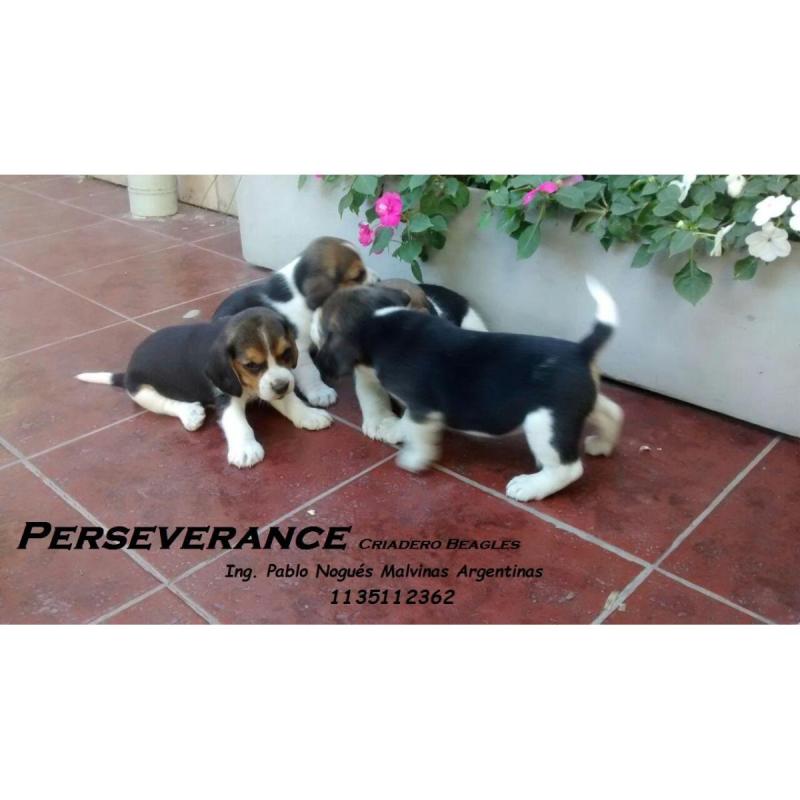 Beagles Cachorros Beagles Con Pedigree - 7