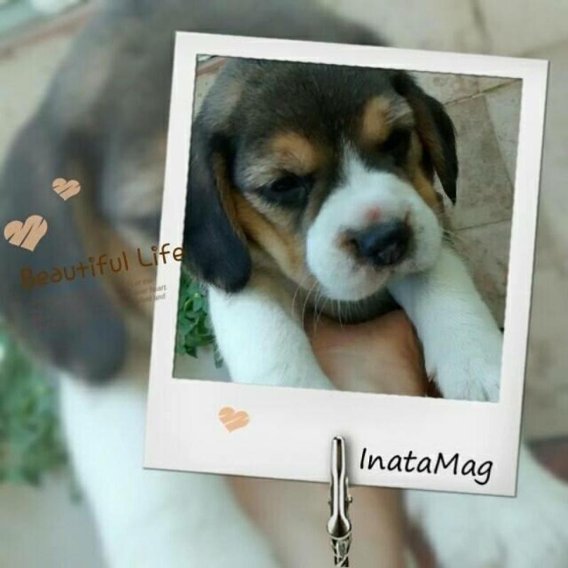 Beagles Cachorros Beagles Con Pedigree - 8