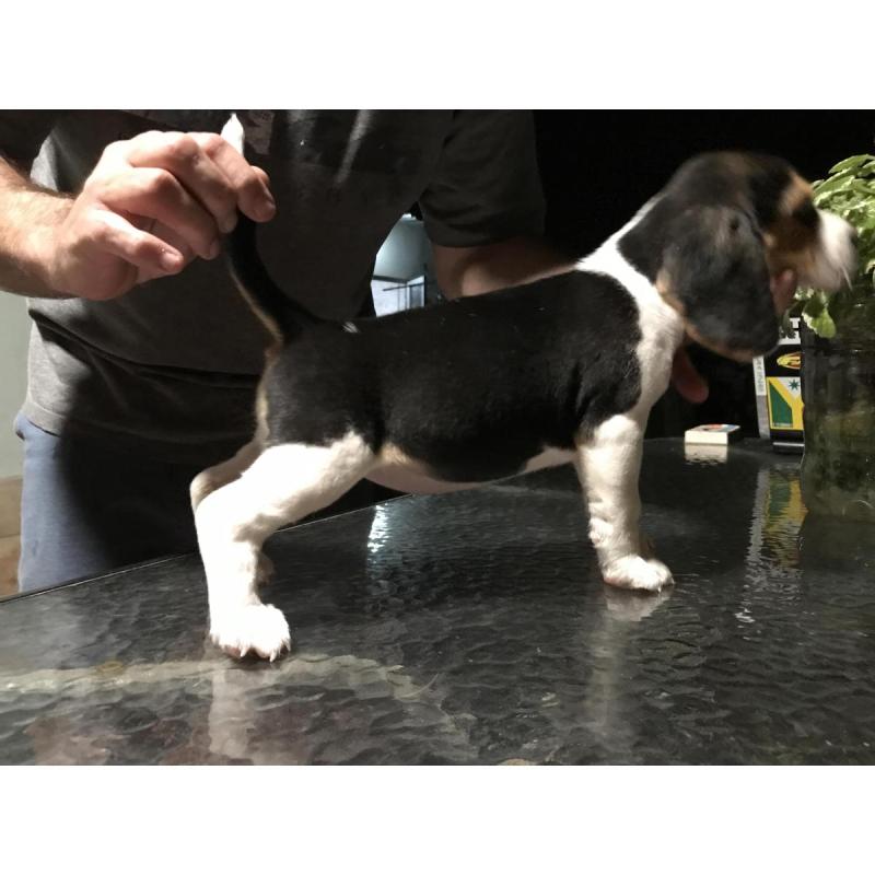 Beagles Cachorros Beagles Con Pedigree - 9