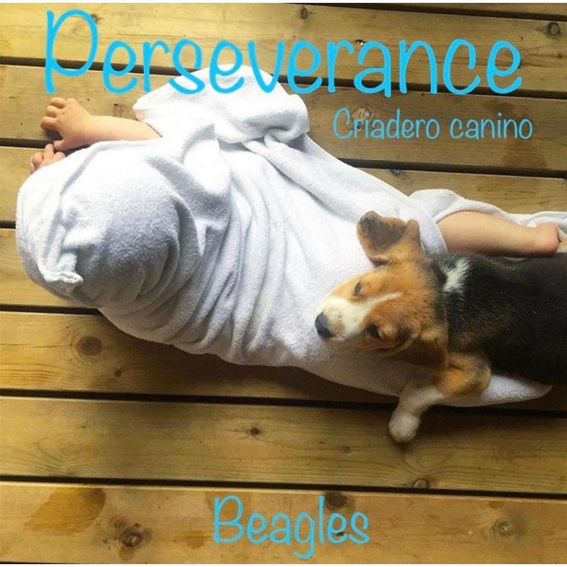 Beagles Cachorros Beagles Con Pedigree - 10