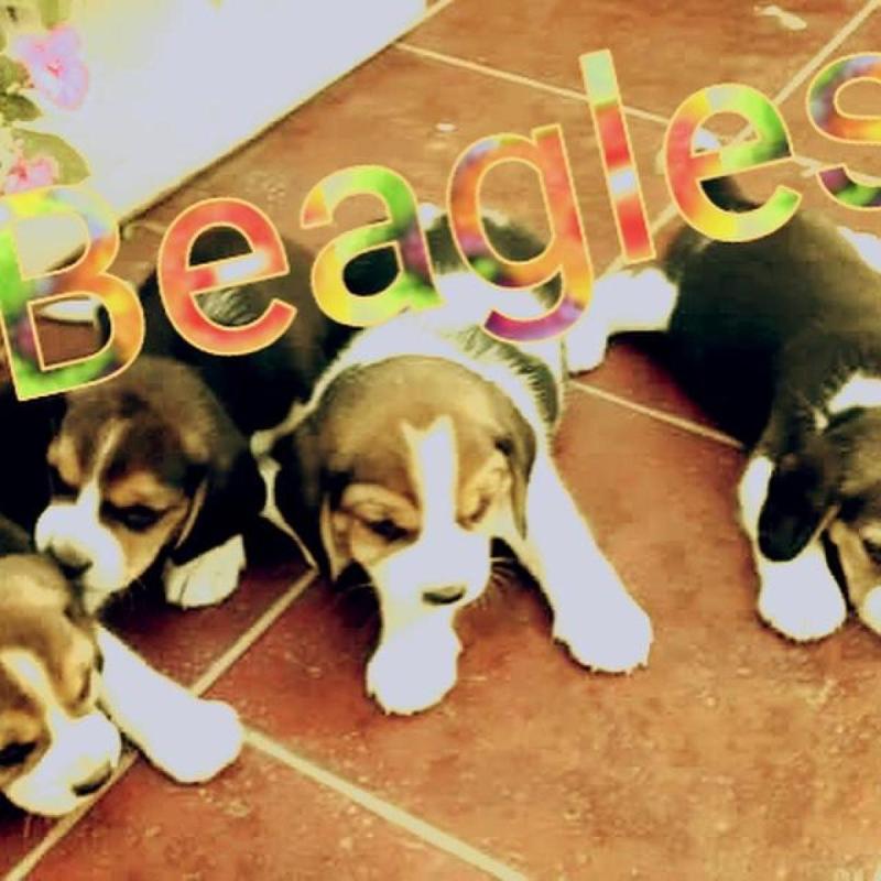 Beagles Cachorros Beagles Con Pedigree - 11