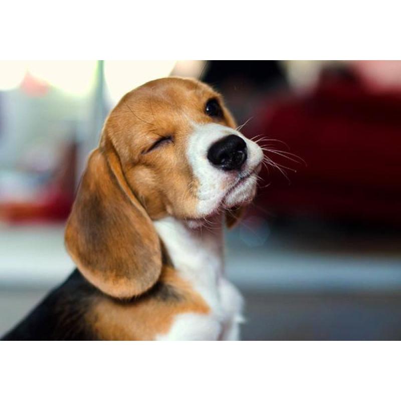 Beagles Cachorros Beagles Con Pedigree - 12