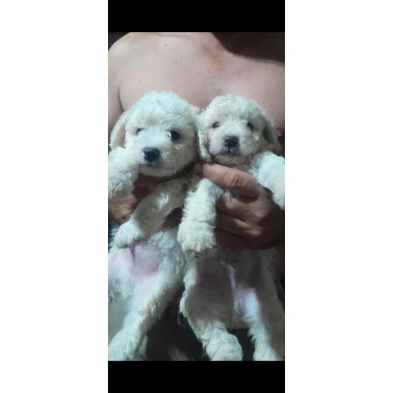 Caniches machos y hembras