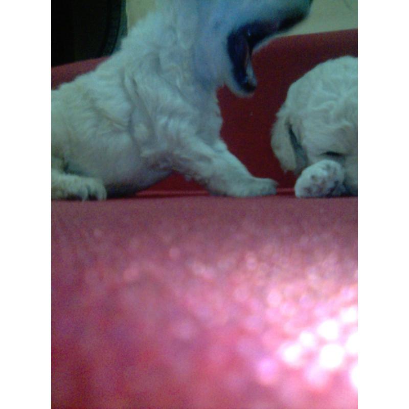 Cachorra Caniche mediana