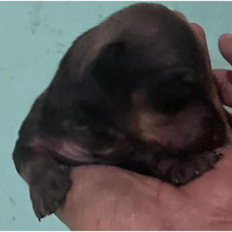 Cachorros dachshund minis
