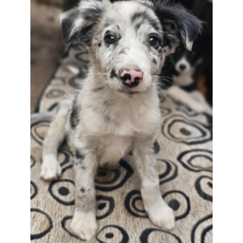 Cachorros border collie