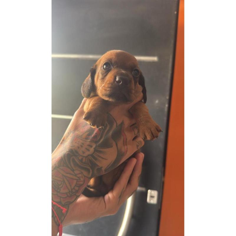 Cachorros dachshund