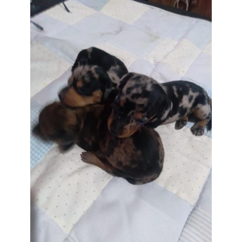 Cachorros Dachshum
