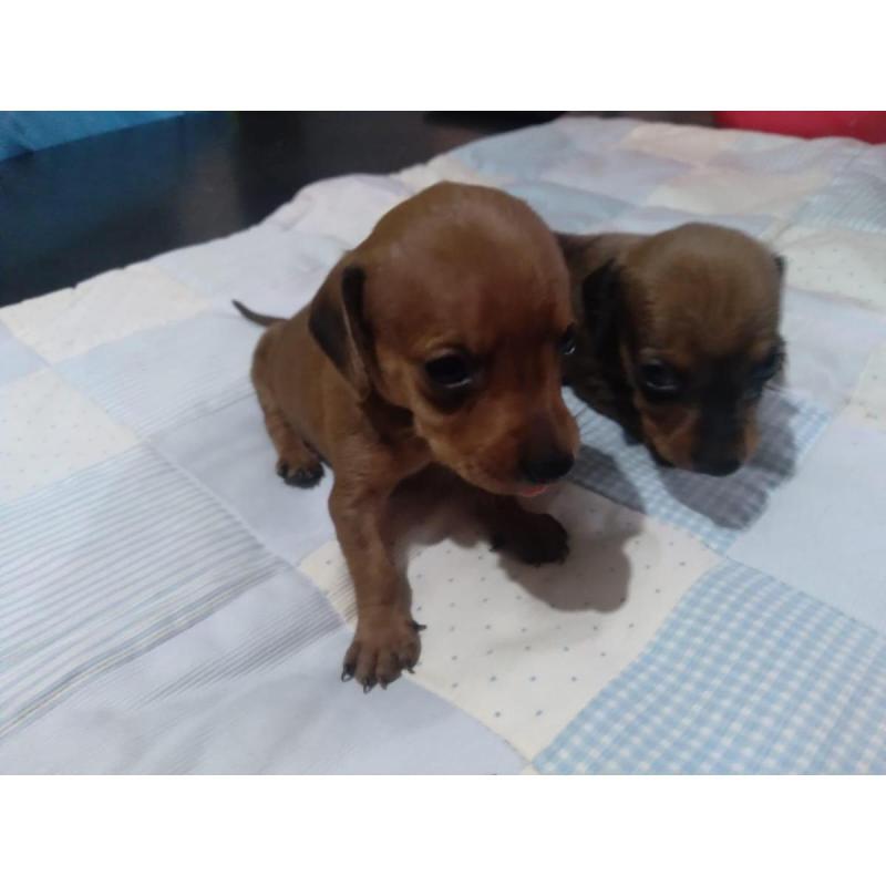 Cachorros Dachshum - 2