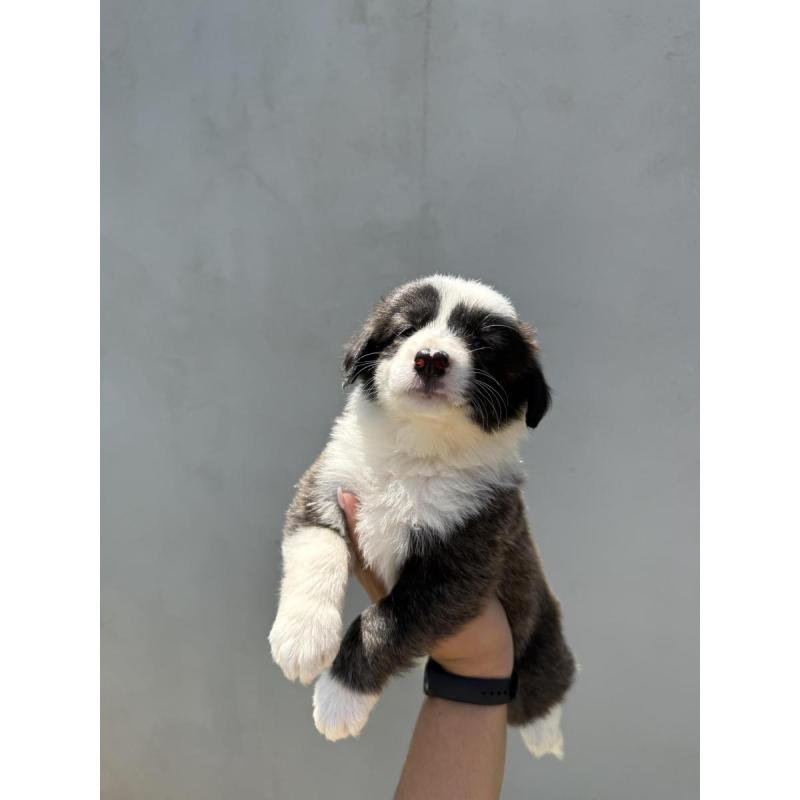 Border collie