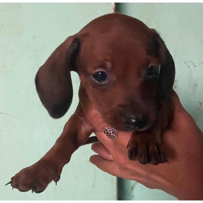 Última hembrita dachshund mini