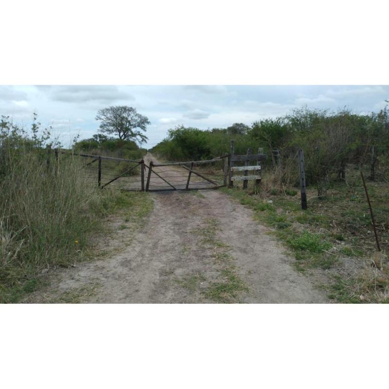 Campos - 4