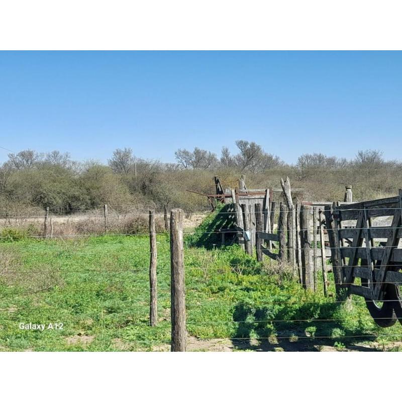 Campos - 5