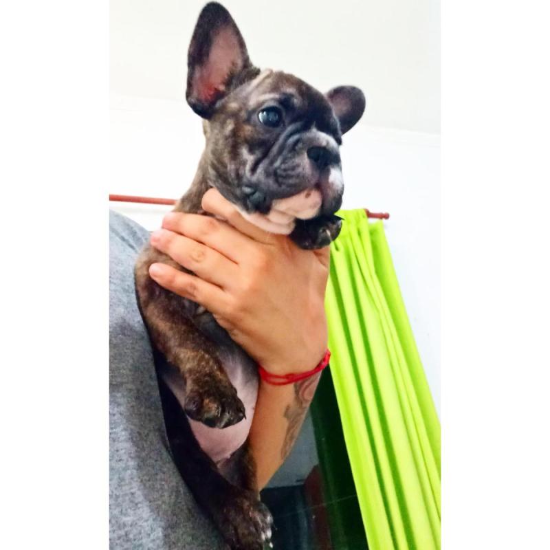 Bulldog frances bigrope