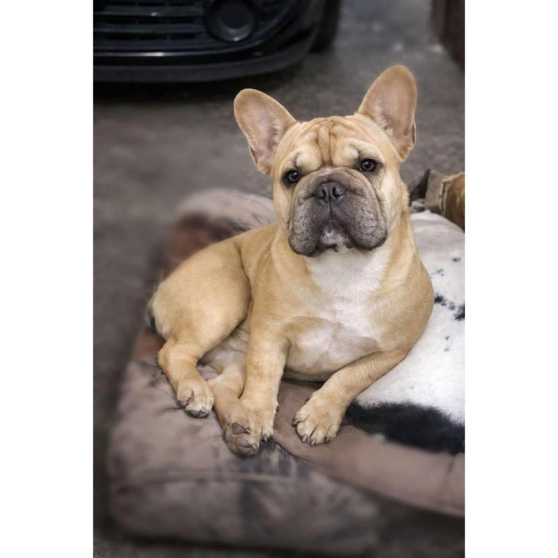 Bulldog frances busca novia