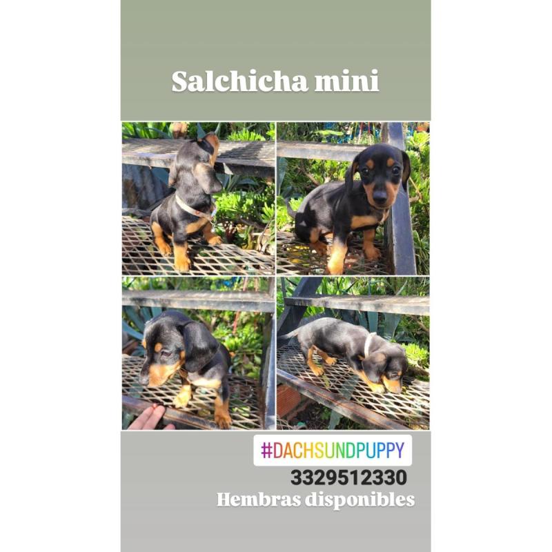 Salchicha mini - Hembras disp
