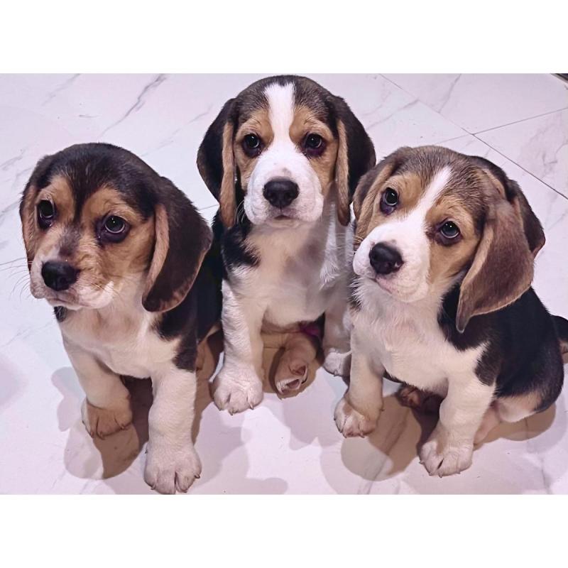 Cachorros Beagles Magníficos ejemplares genética seleccionada Padres a vista.