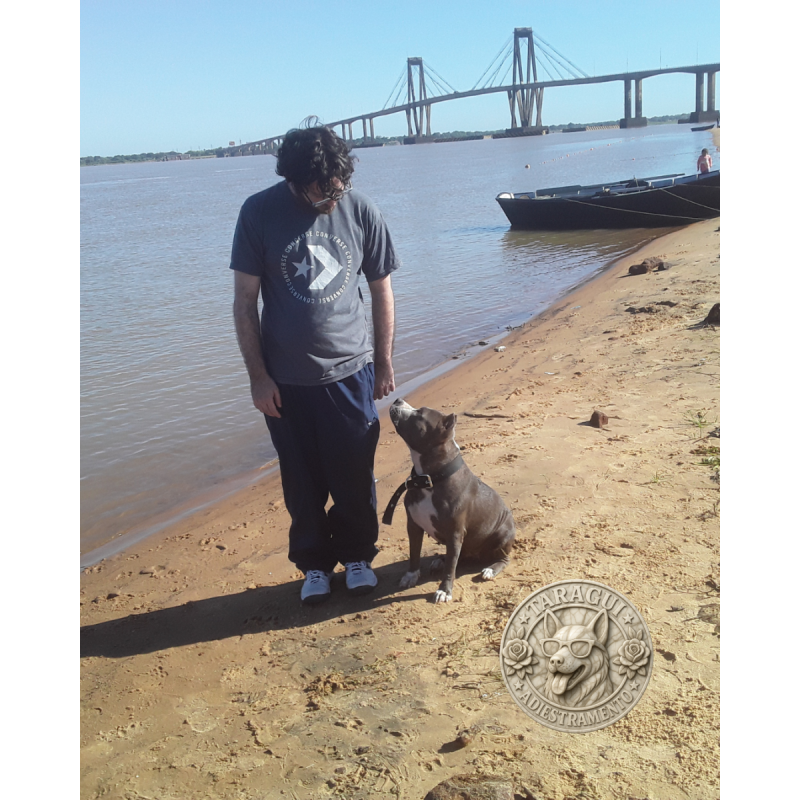 Adiestramiento canino a domicilio - 3