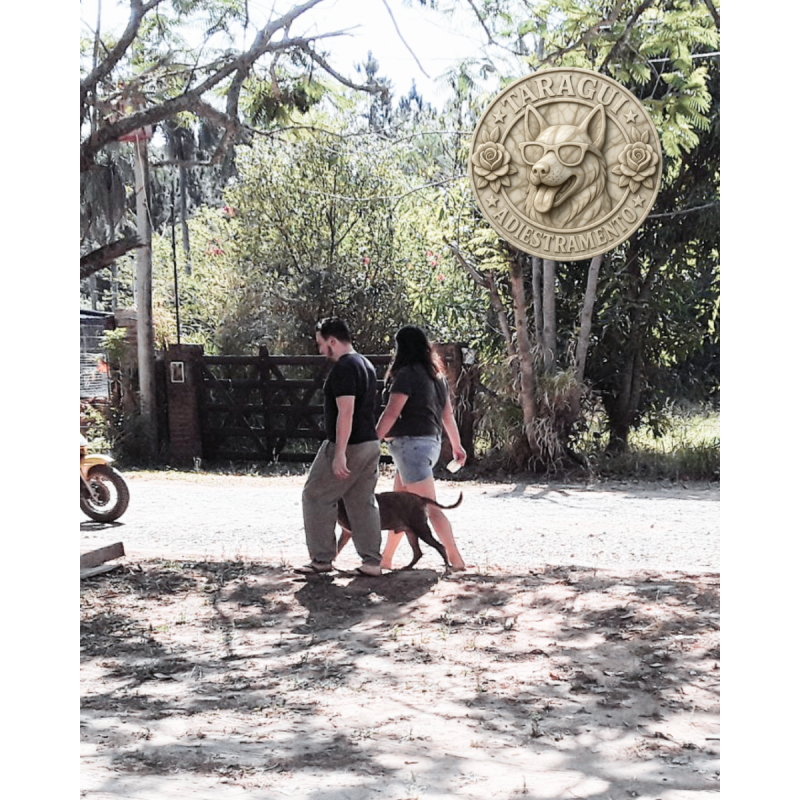 Adiestramiento canino a domicilio - 5