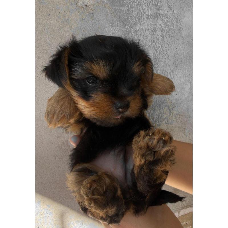 Yorkshire Terrier Mini
