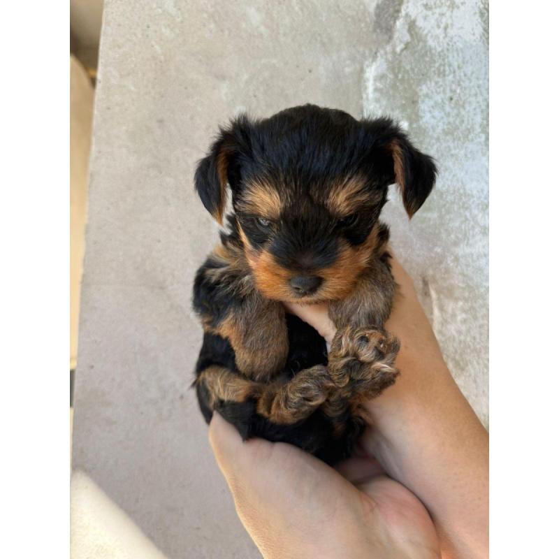 Yorkshire Terrier Mini - 2