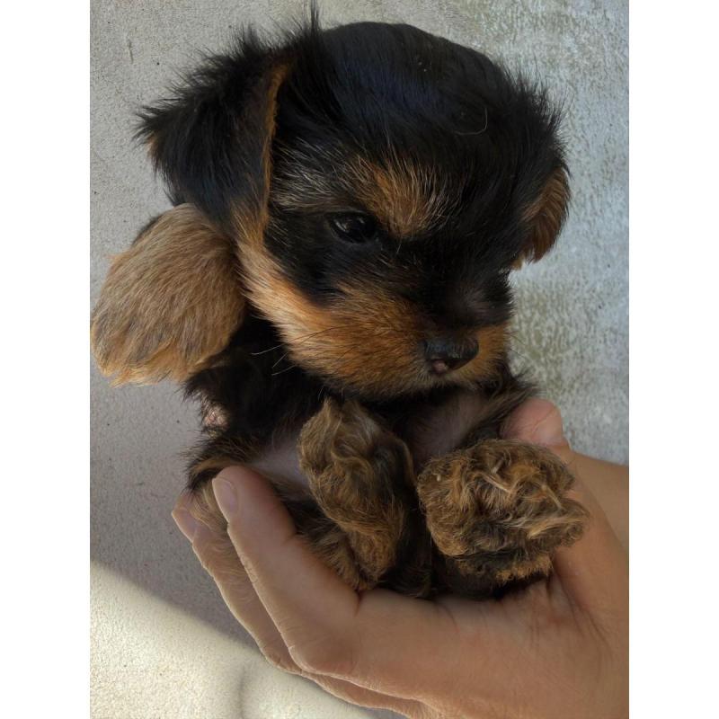 Yorkshire Terrier Mini - 3