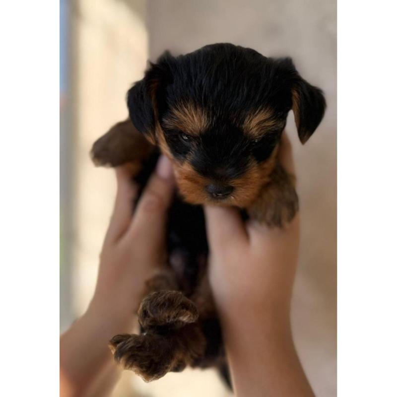 Yorkshire Terrier Mini - 4