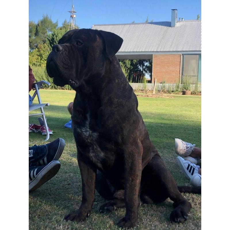 Cachorros Bullmastiff