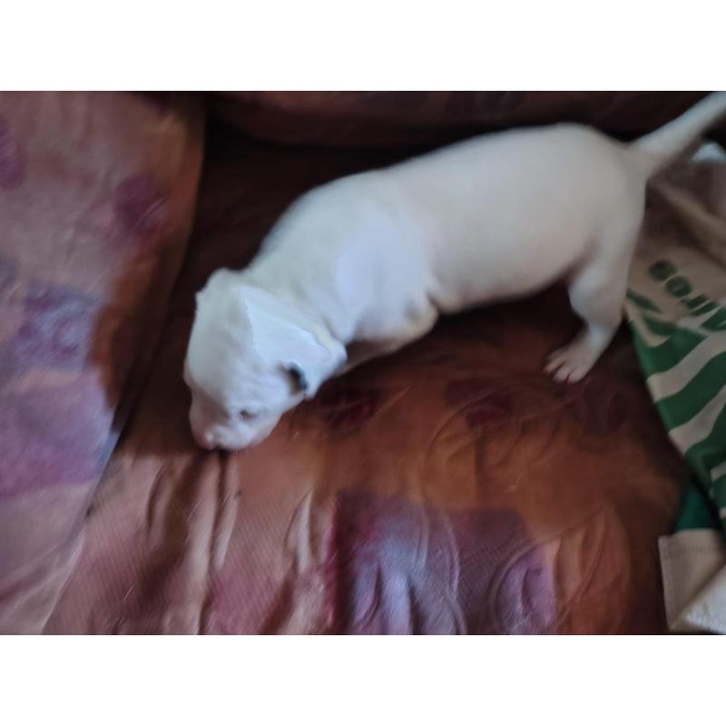 Cachorros Dogo Argentino machos y hembras