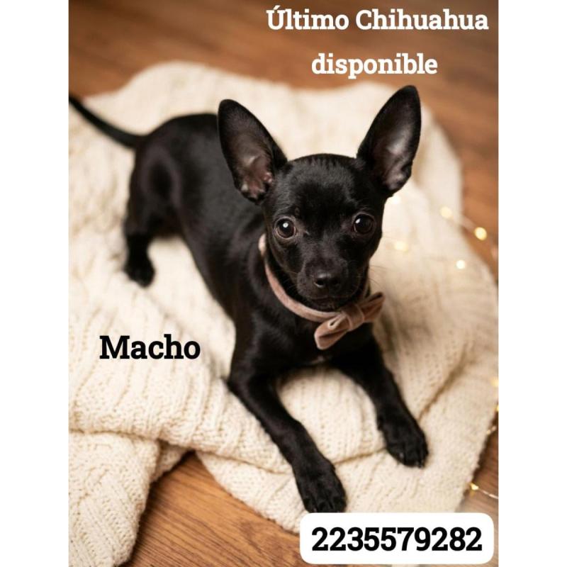 Cachorro macho chichuahua