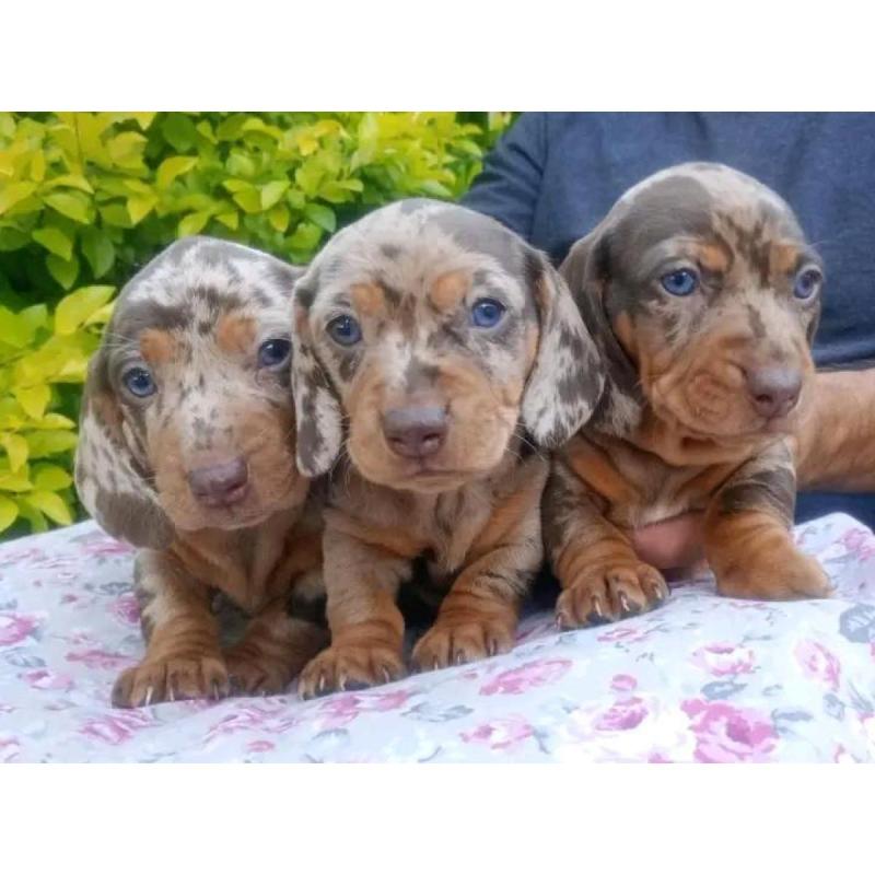 Cachorros salchichas mini
