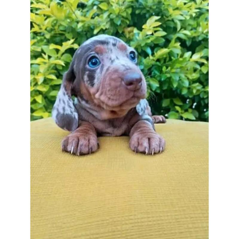 Cachorros salchichas mini - 3