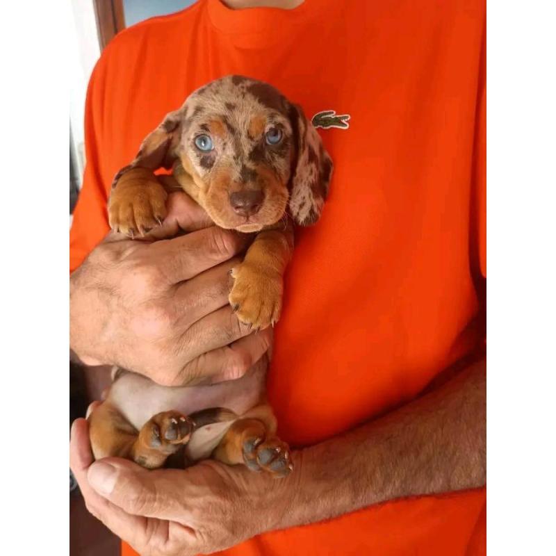 Cachorros salchichas mini - 4