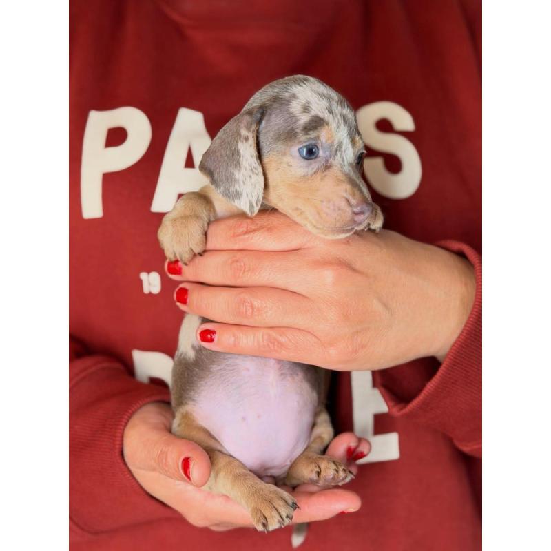 Cachorros salchichas mini - 5