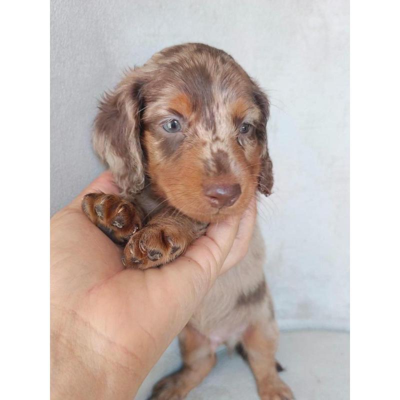 Cachorros salchichas mini - 6