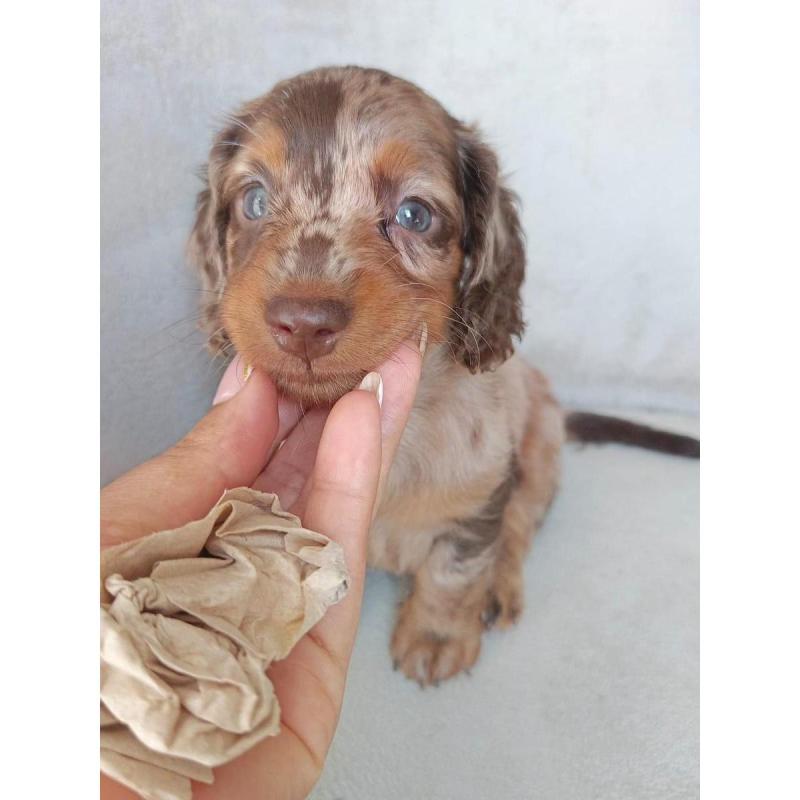 Cachorros salchichas mini - 7